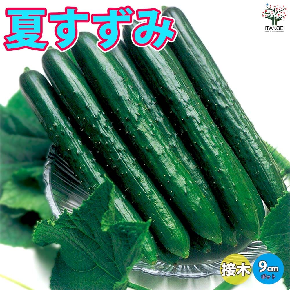 楽天市場】【野菜のプラセル】枝なり王子(おいしい)きゅうり 夏秋美人