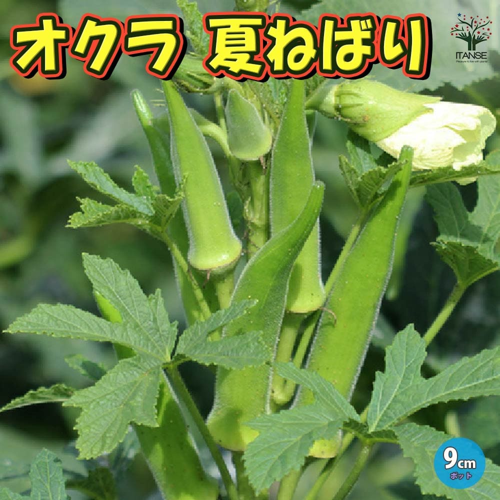 【マラソン★P5倍】オクラ苗 夏ねばり 野菜苗 9cmポット実生苗 オクラ苗 おくら苗 家庭菜園 ガーデニング ベランダ 簡単栽培 露地栽培 ハウス栽培 鉢植え プランター 人気野菜 夏野菜 送料無料 即納