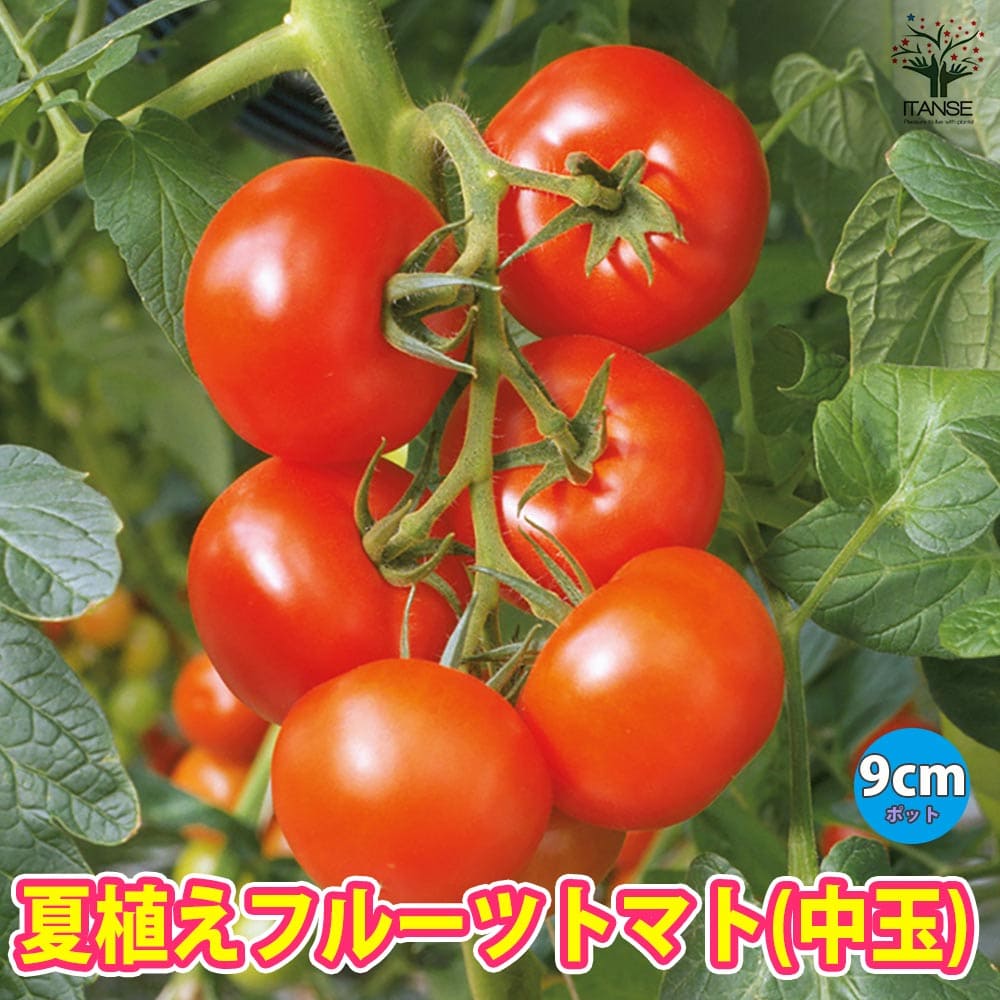 みにとまと TY千果 ミニトマト ｜ 品種カタログ ｜ タキイの野菜【タキイ種苗】