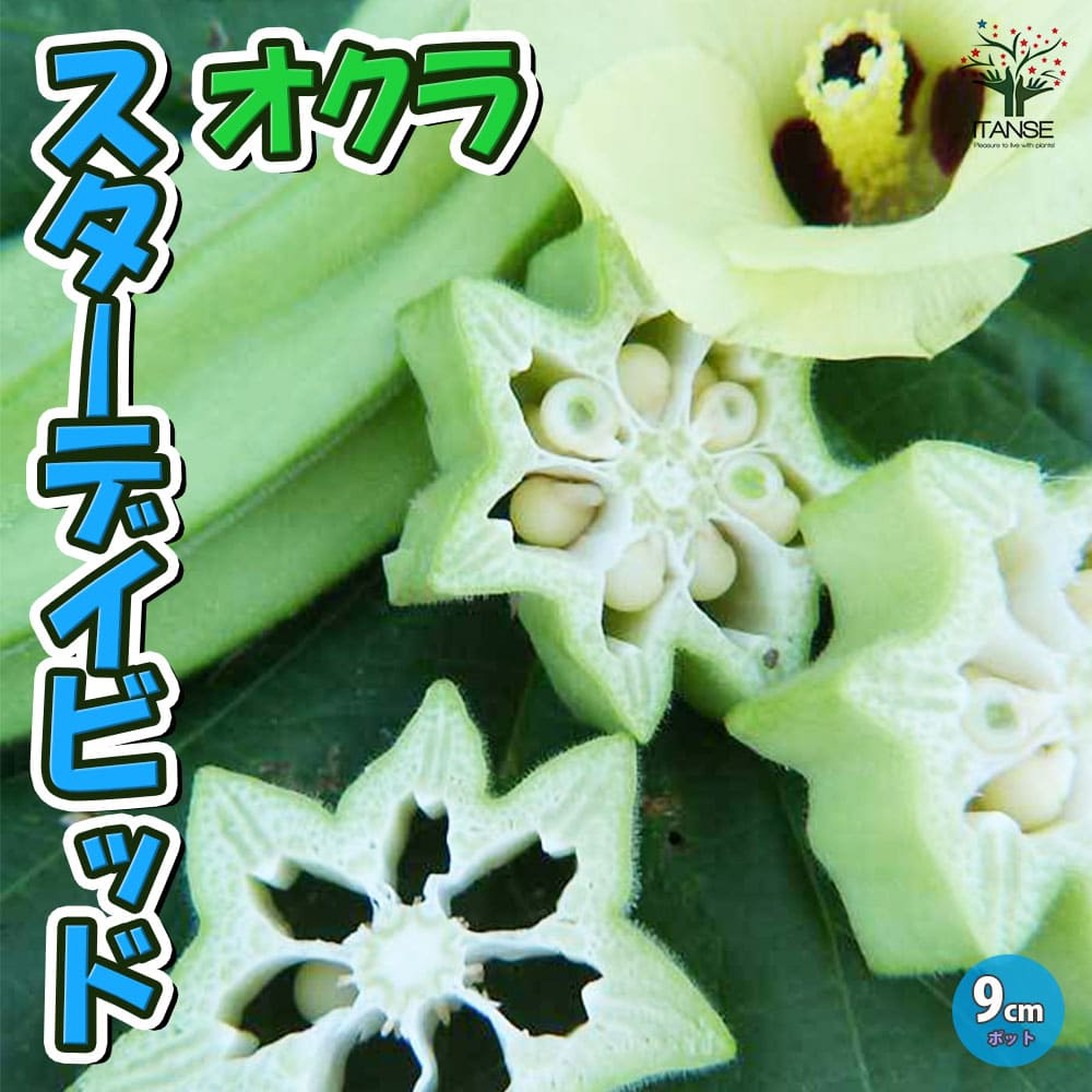 【マラソン★P5倍】オクラ苗 スターディビッド ( ダビデの星 ) 野菜苗 9cmポット実生苗 オクラ苗 おくら苗 家庭菜園 ガーデニング ベランダ 簡単栽培 露地栽培 ハウス栽培 鉢植え プランター 人気野菜 夏野菜 送料無料 即納