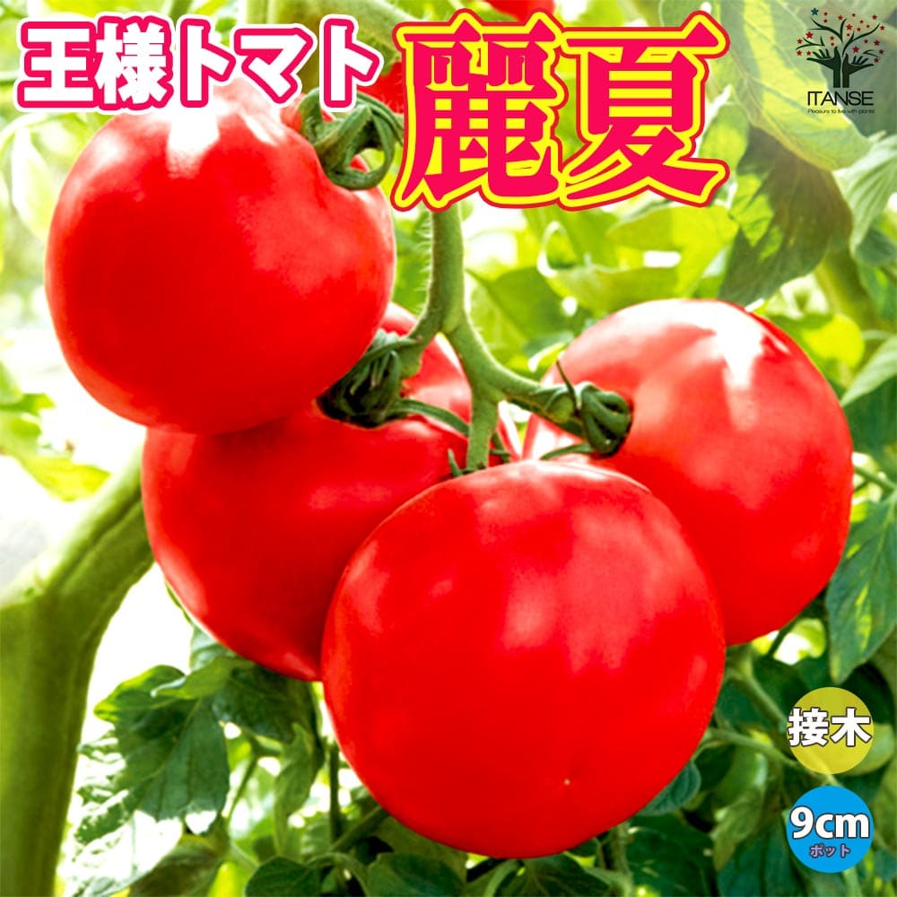 楽天市場】ITANSE 人気の接木苗 桃太郎トマト3品種＆王様トマト
