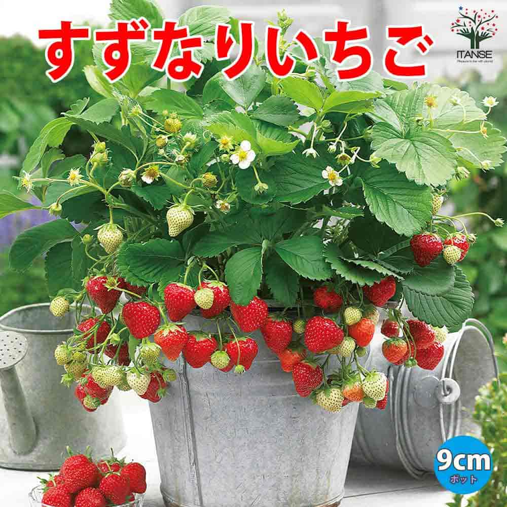 楽天市場】【親株用イチゴ苗】 とちおとめ 9cmポット 【人気