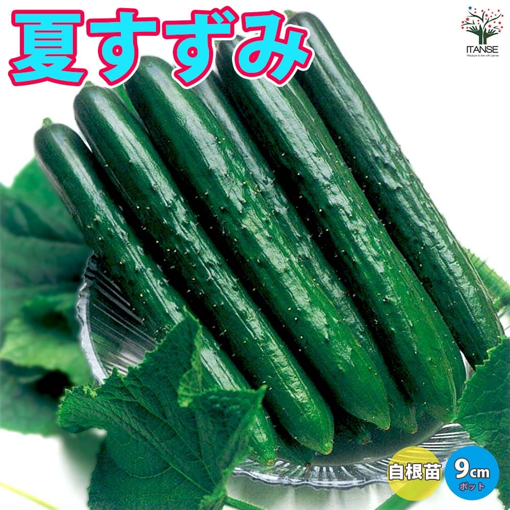 【おすすめ】 楽天市場】【送料無料】夏すずみ きゅうり 接ぎ木苗【野菜 接木 果菜
