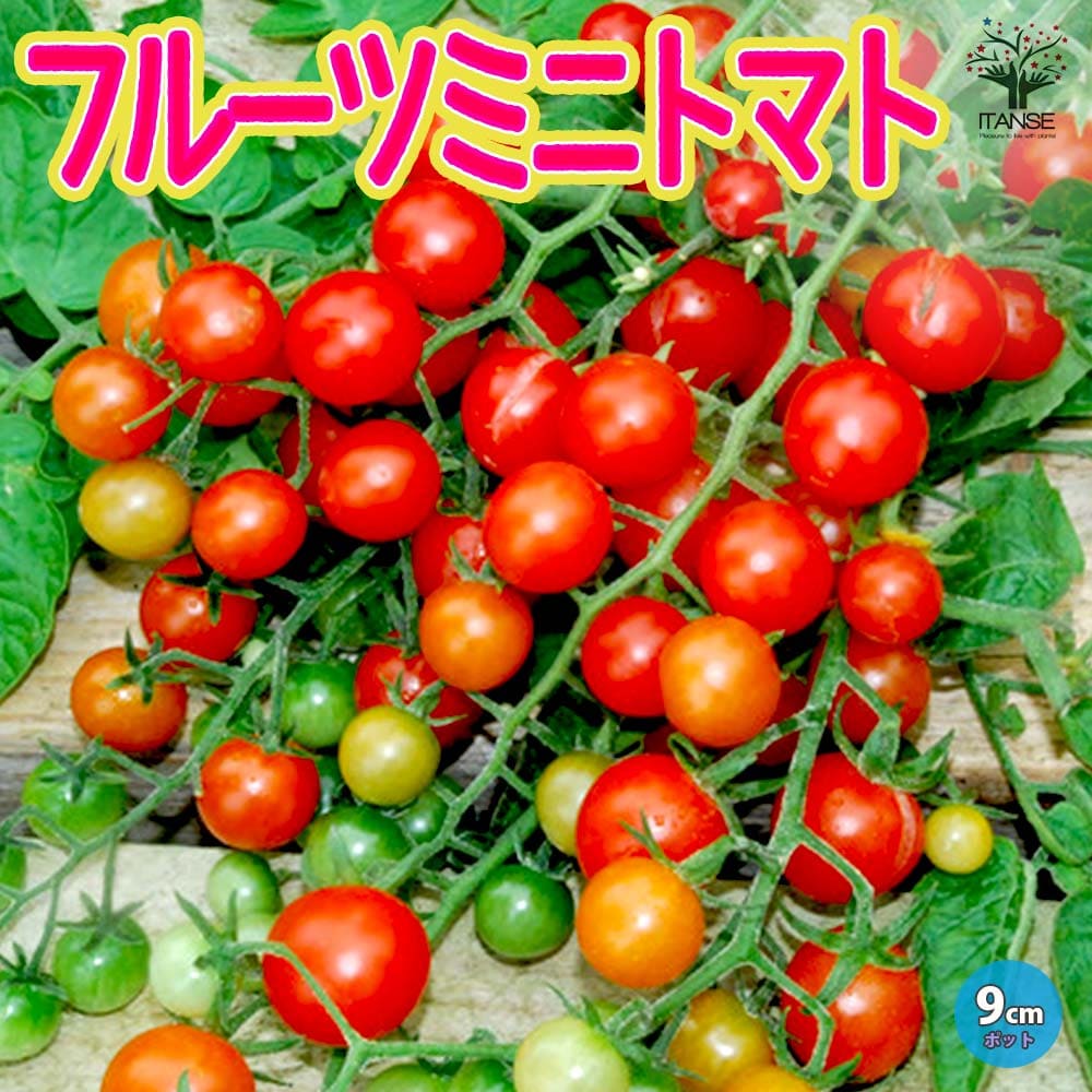 観葉草木特集