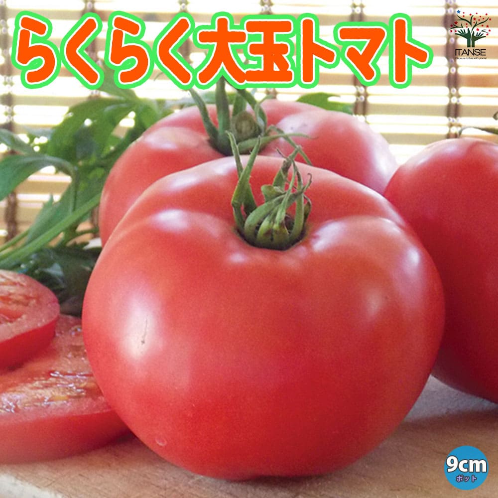 観葉草木特集