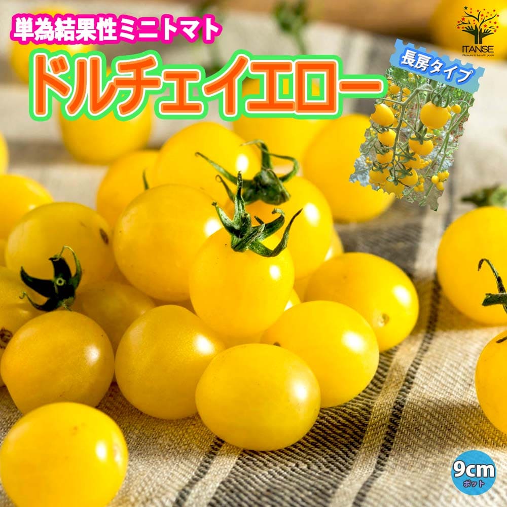 みにとまと ミニトマト | ラインアップ | デルモンテの野菜苗 日本