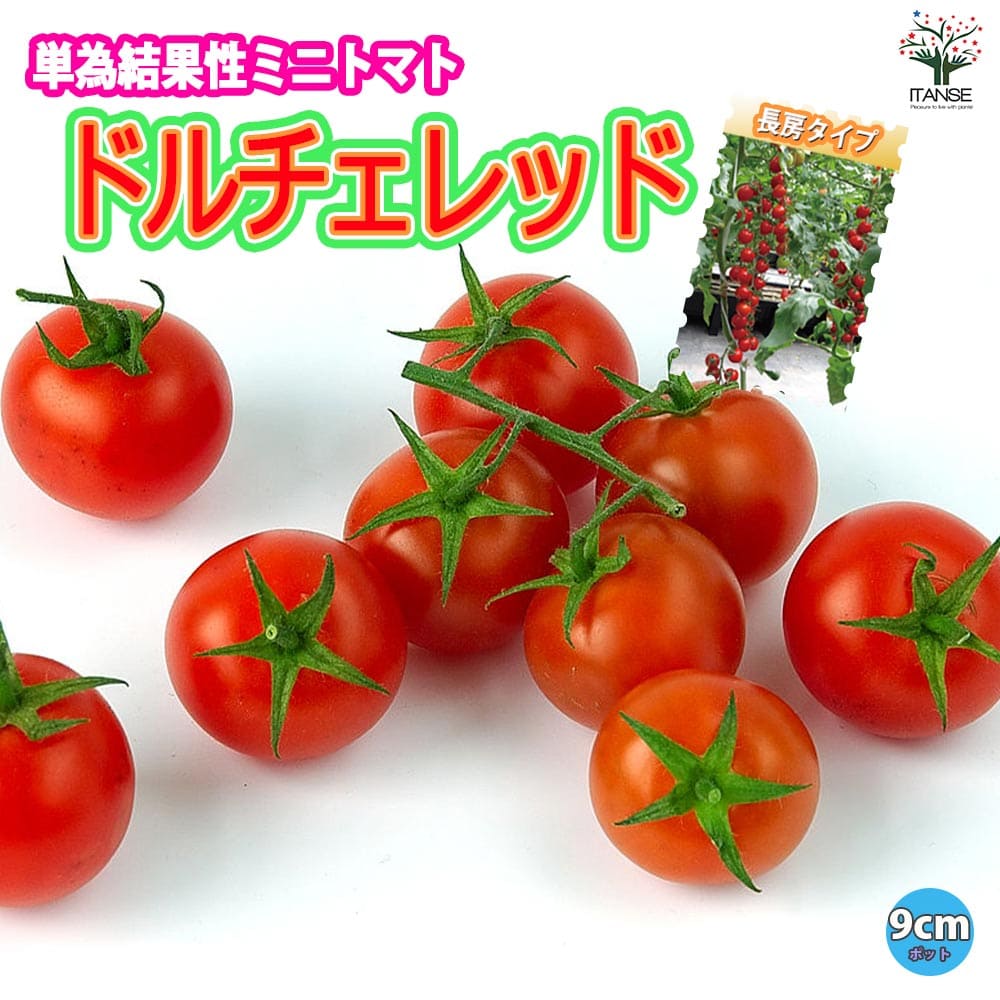 楽天市場】フルーツトマトの苗 (中玉トマト) 接木苗 酸味が