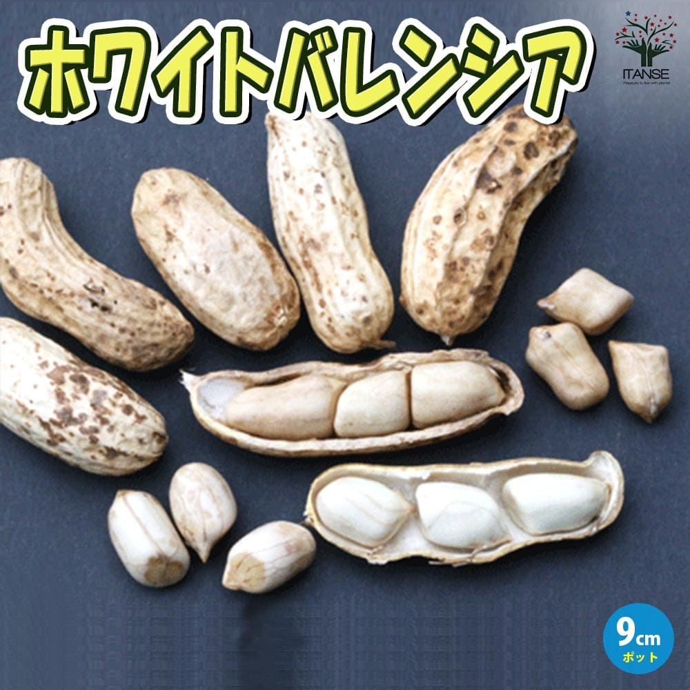 ころ　16日着　京都府産　ピーナッツ苗　落花生の苗　83本 10,000円 ころ 16日着 京都府産 ピーナッツ苗 落花生の苗 83本 10,000円