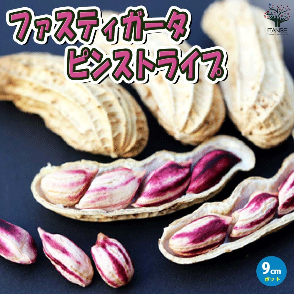 ころ　16日着　京都府産　ピーナッツ苗　落花生の苗　83本 10,000円 ころ 16日着 京都府産 ピーナッツ苗 落花生の苗 83本 10,000円