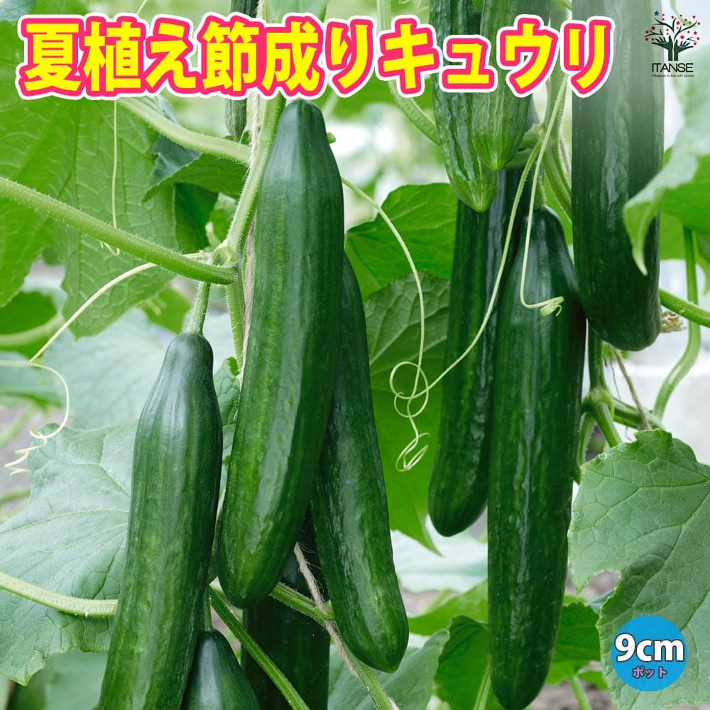 【マラソン★P5倍】夏植え節成キュウリ 野菜苗 9cmポット実生苗 耐暑性 強健品種 キュウリ苗 きゅうり苗 胡瓜苗 家庭菜園 ガーデニング ベランダ 簡単栽培 露地栽培 ハウス栽培 鉢植え プランター Cucumbers 夏野菜 送料無料 即納