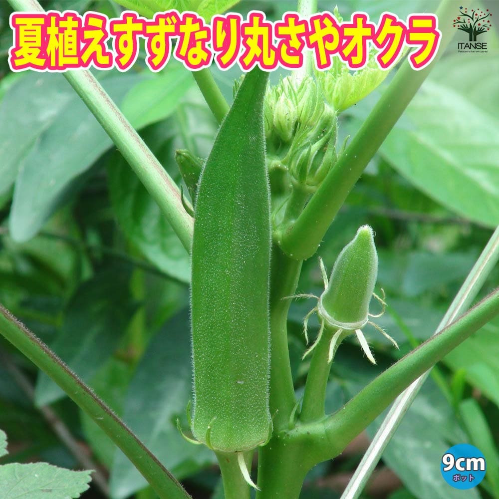 【マラソン★P5倍】オクラ苗 夏植え丸さやオクラ 野菜苗 9cmポット実生苗 耐暑性 強健品種 オクラ苗 おくら苗 家庭菜園 ガーデニング ベランダ 簡単栽培 露地栽培 ハウス栽培 鉢植え プランター 人気野菜 夏野菜 送料無料 即納
