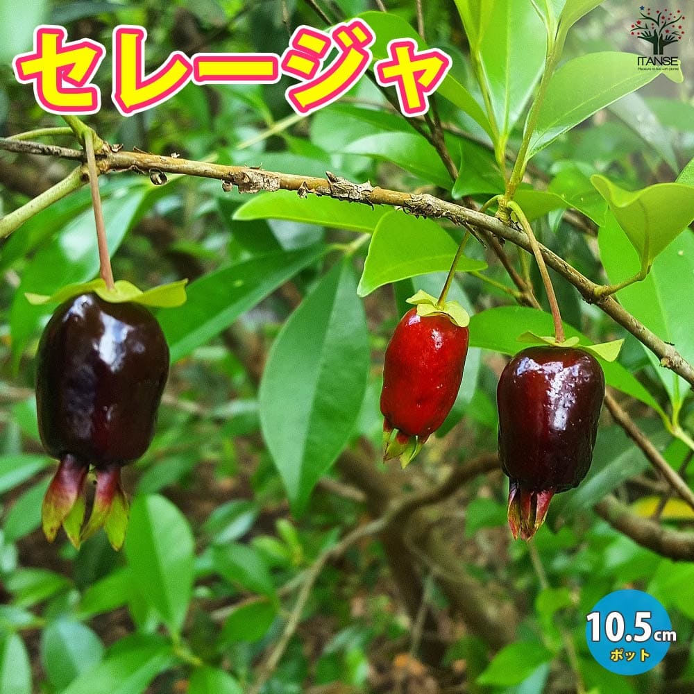 楽天市場】【送料無料】セレージャ 果樹苗 12cmポット大苗1個