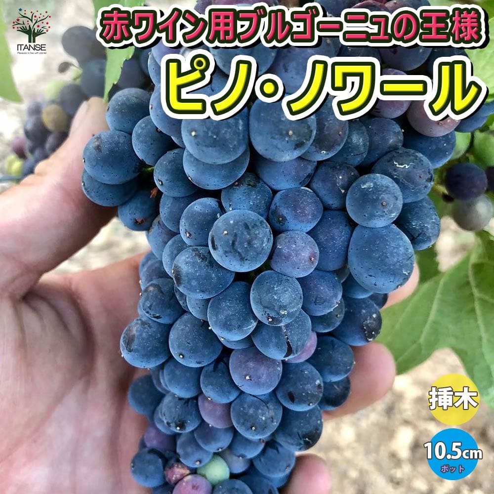 メトロノーム　ワイン用ぶどう苗83本 楽天市場】【ピノノワール】 赤ワイン用ぶどう 1年生接木苗