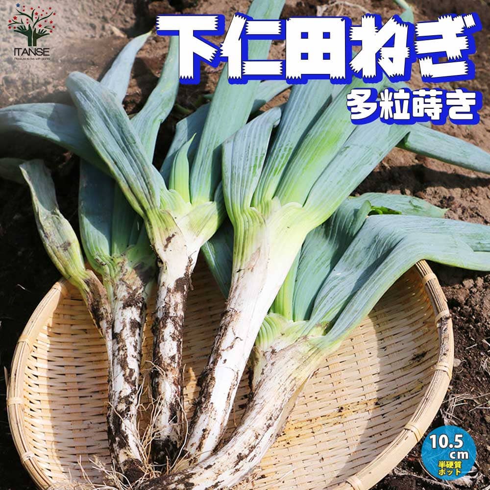 楽天市場】【京都伝統野菜】 ネギ（九条太：クジョウフトネギ