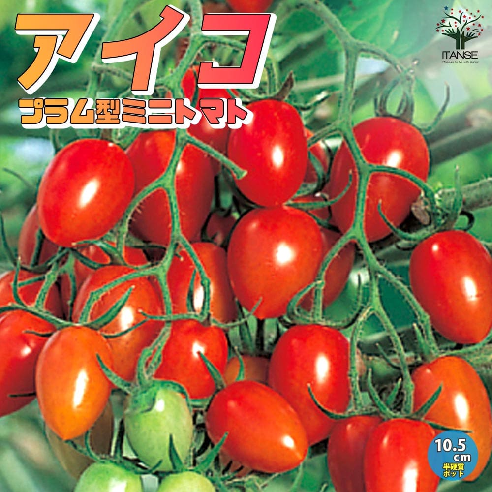 観葉草木特集
