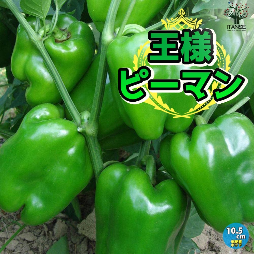楽天市場】【ポイント2倍☆マラソン期間】UFOピーマン2号 自根苗