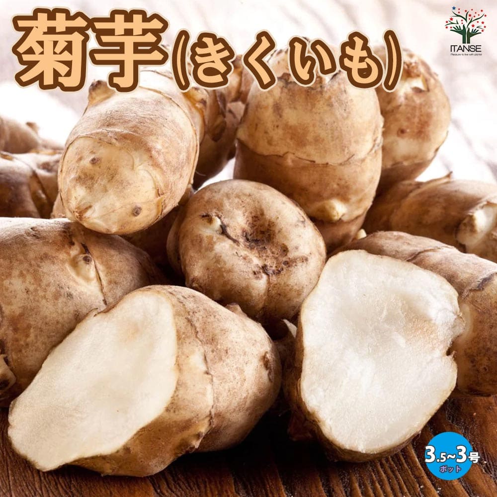 楽天市場】キクイモ 種芋 300g 土付き 植え付け約8〜10株分 煮物