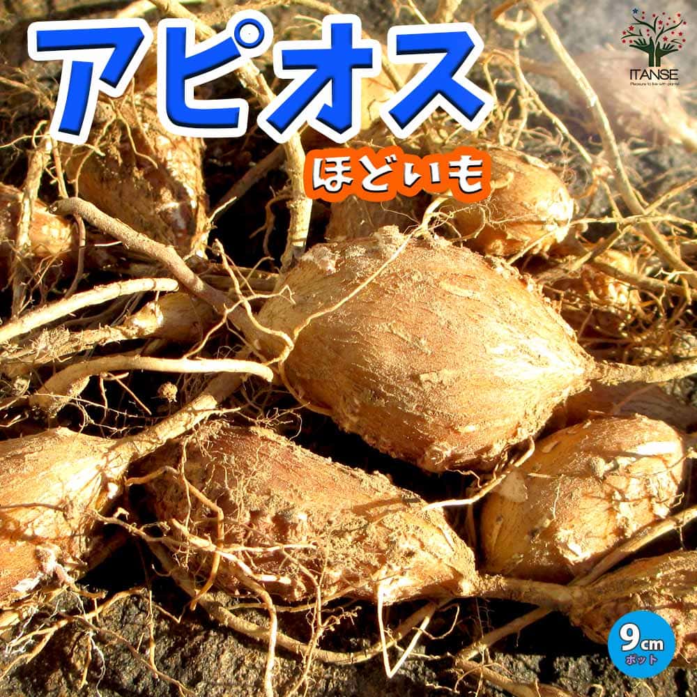 楽天市場】スイートキャッサバ芋の苗 3号ポット【タピオカの原料です