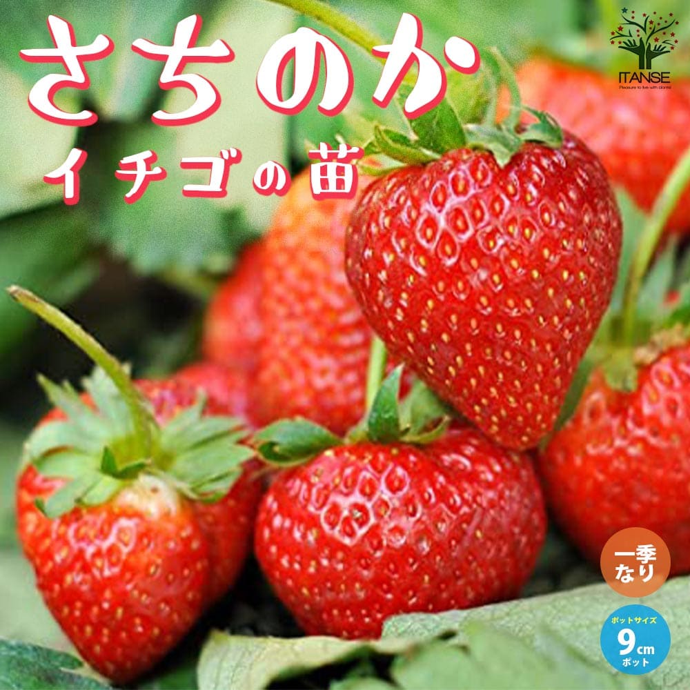 【マラソン★P5倍】いちごの苗品種：さちのか 野菜の苗 9cmポット苗 イチゴ苗 イチゴの苗 苺苗 苺の苗 甘い 美味しい 糖度 ストロベリー苗 送料無料 即納