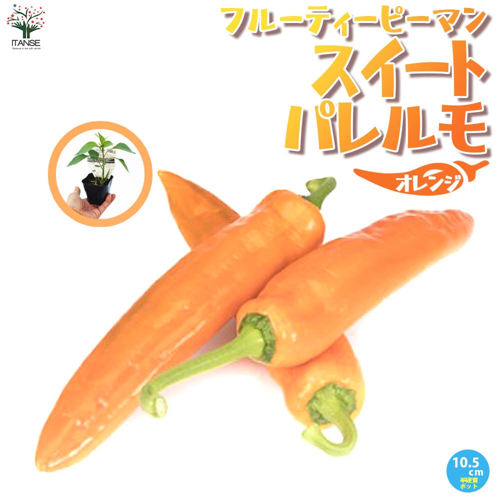 観葉草木特集