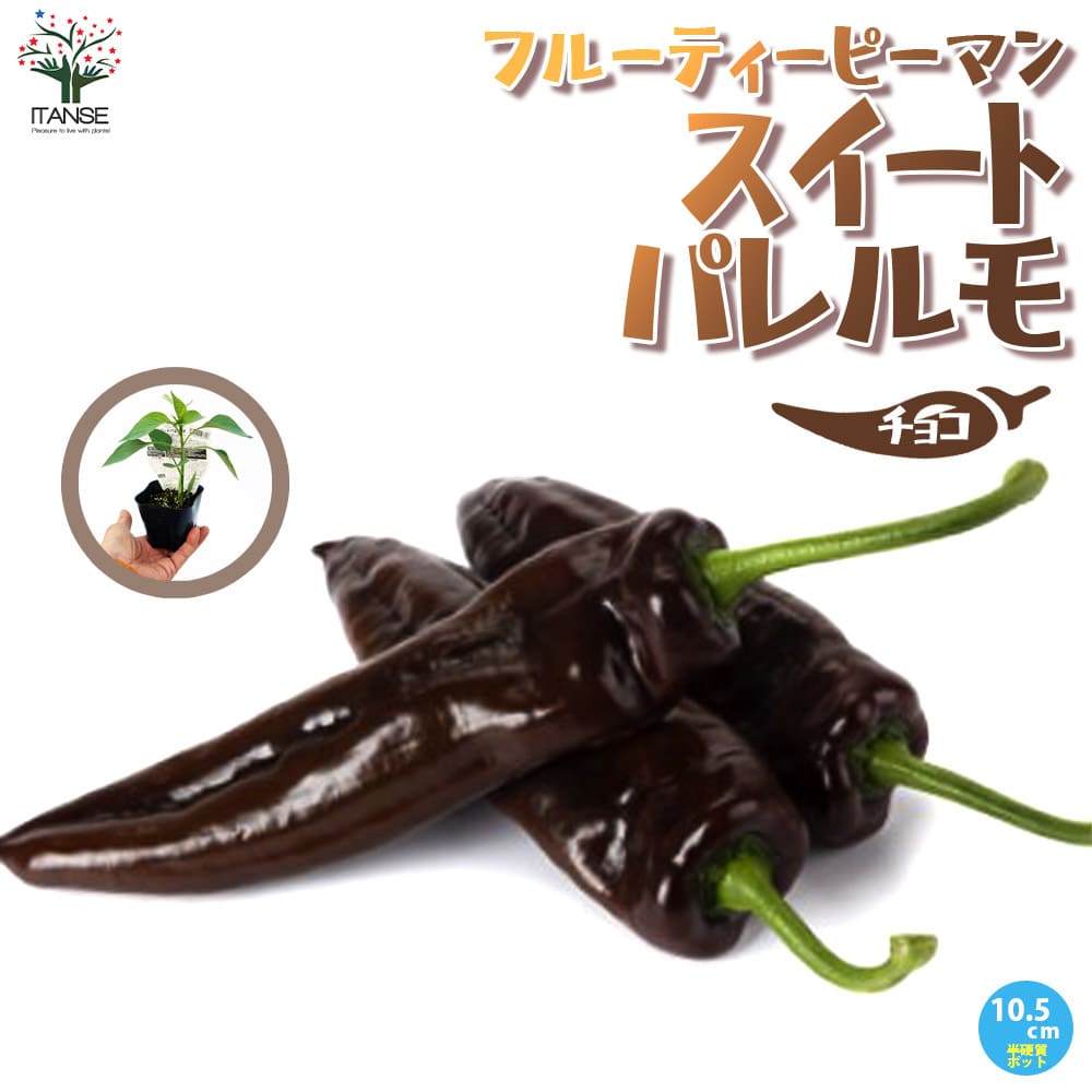観葉草木特集