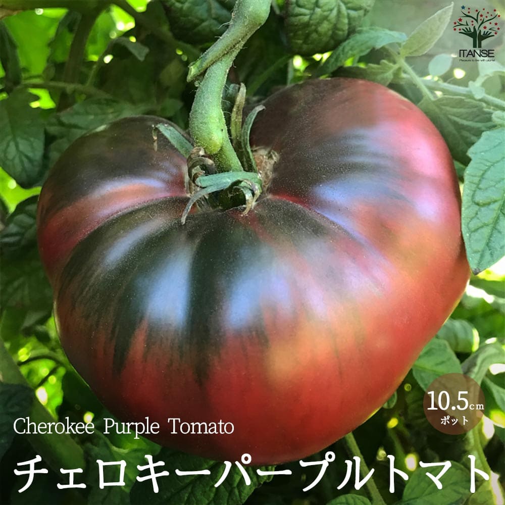 楽天市場】フルーツトマトの苗 (中玉トマト) 接木苗 酸味が