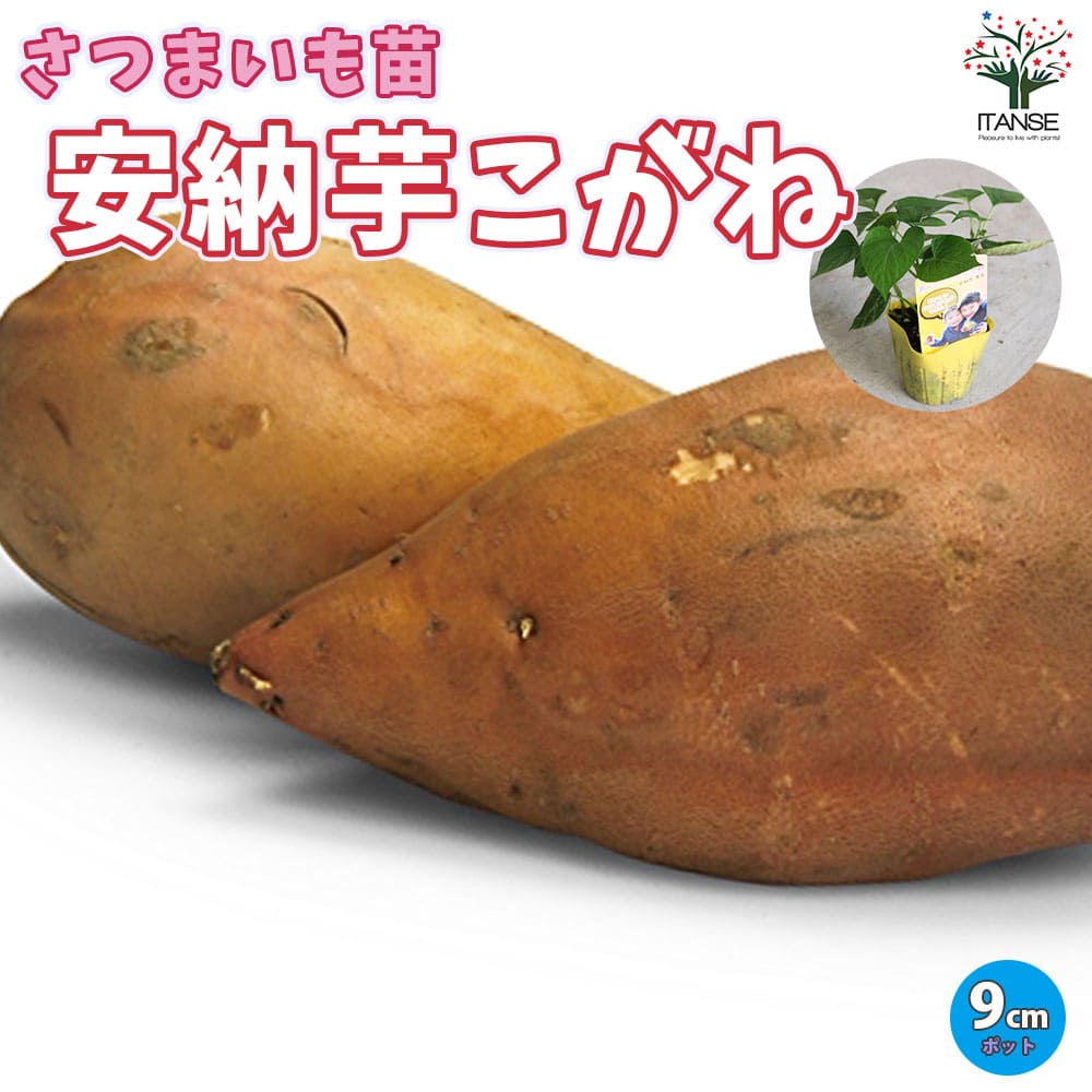 すずほっくり、30本　苗 すずほっくり【登録品種】(すずほっくり) サツマイモ切苗 通販の