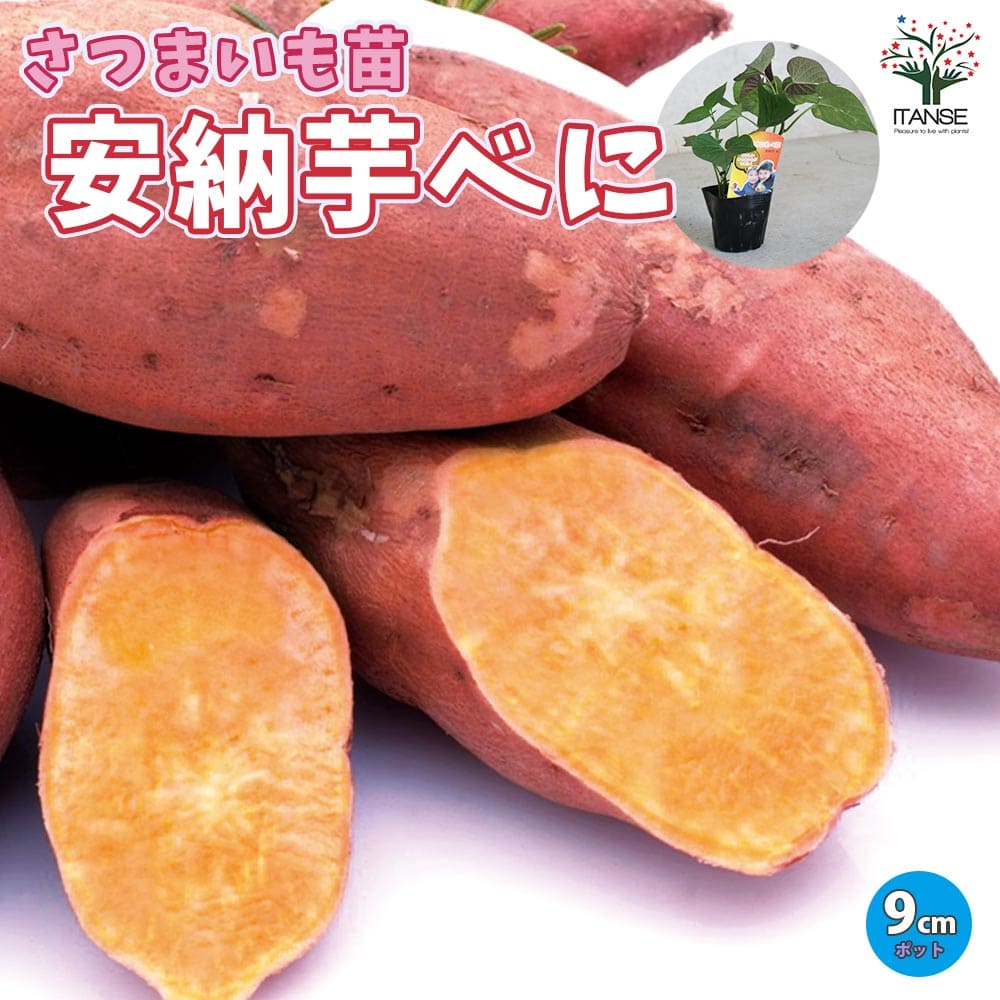 Amazon.co.jp: さつまいも切苗 品種：金時(キントキイモ) 約75本