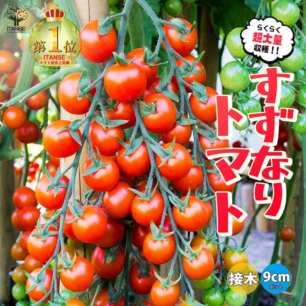 楽天市場】【送料無料】人気＆絶対オススメのトマト苗4品種各1個セット