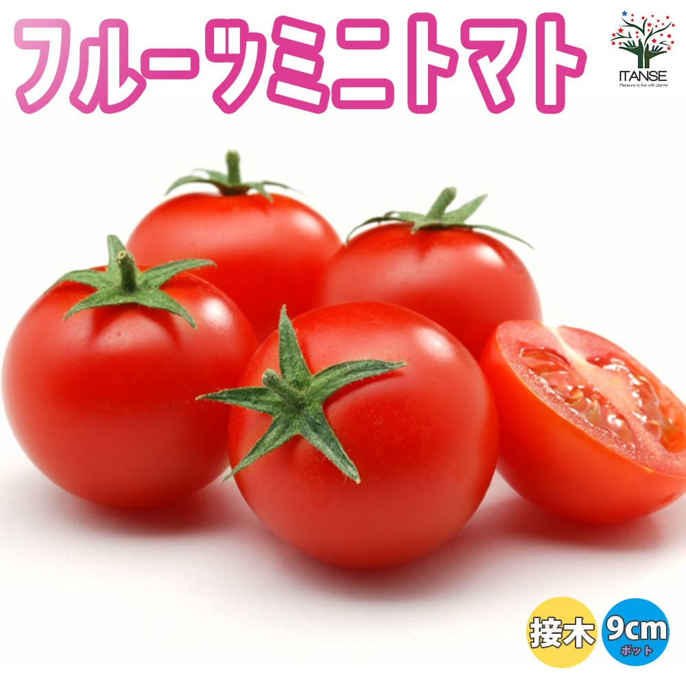 【送料無料】ミニトマトの苗 フルーツミニトマト 接木苗 野菜の苗 9cmポット トマト苗 とまと苗 ミニトマト苗 トマトの苗 とまとの苗 プチトマト ガーデニング 家庭菜園 プランター菜園 ベランダ菜園 送料無料 即納