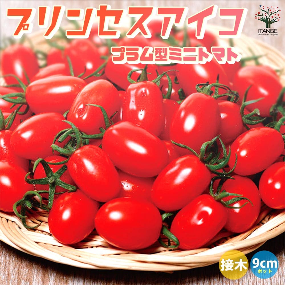 【送料無料】ミニトマトの苗 プリンセスアイコ 接木苗 野菜の苗 9cmポット トマト苗 とまと苗 ミニトマト苗 トマトの苗 とまとの苗 プチトマト ガーデニング 家庭菜園 プランター菜園 ベランダ菜園 送料無料 即納