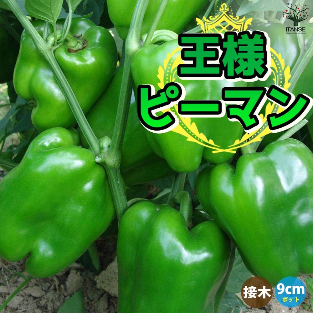 観葉草木特集
