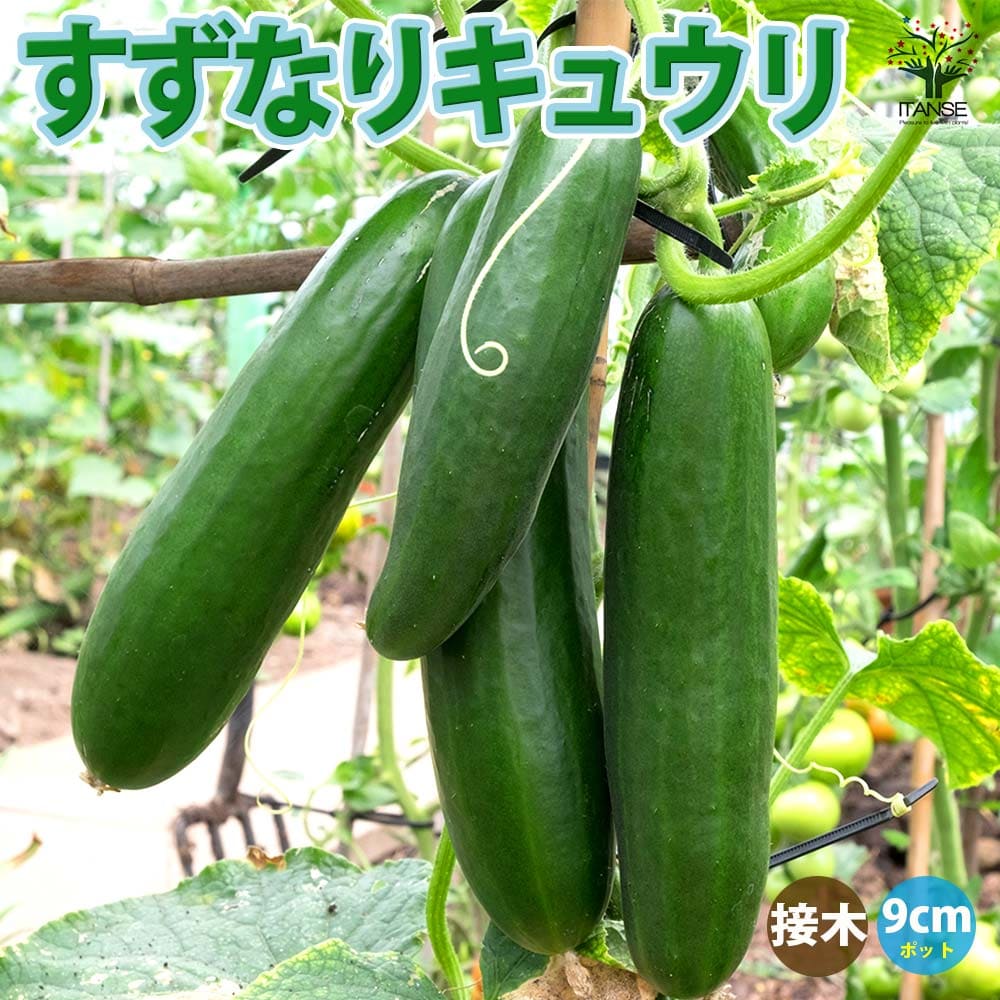 【送料無料】きゅうりの苗 すずなりキュウリ 接木苗 野菜の苗 9cmポット きゅうり苗 キュウリ苗 胡瓜苗 野菜苗 家庭菜園 多収穫 ベランダ菜園 春野菜 夏野菜 ガーデニング 家庭菜園 有機栽培 畑仕事 野菜作り 送料無料 即納