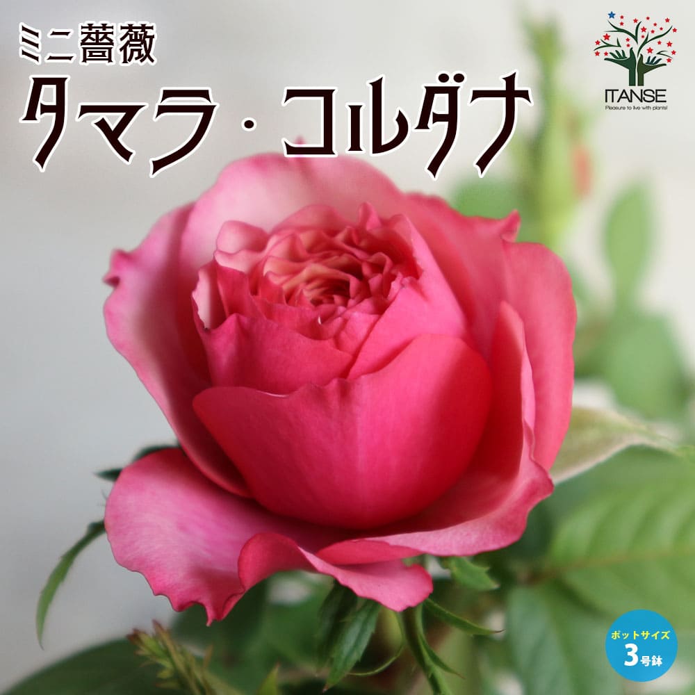 楽天市場】【送料無料】カルーセル コルダナ ミニバラ 薔薇の苗木【花苗 3.5号鉢 ／1個売り】バラ苗 バラの苗 薔薇苗 薔薇の苗 花苗 花の苗  ローズガーデン イングリッシュガーデン rose バラ園 フラワーガーデン : 植物販売のＩＴＡＮＳＥ楽天市場店