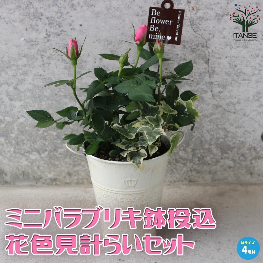 【送料無料】ミニ薔薇花色見計らいセット 花苗 4号ブリキ鉢投込 バラ苗 バラの苗 薔薇苗 薔薇の苗 花苗 花の苗 ローズガーデン rose ばら 送料無料 即納