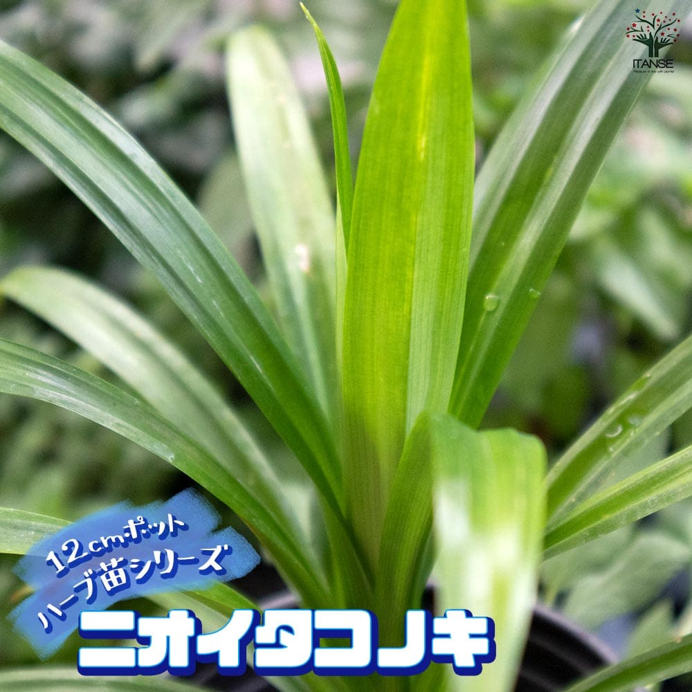 観葉草木特集