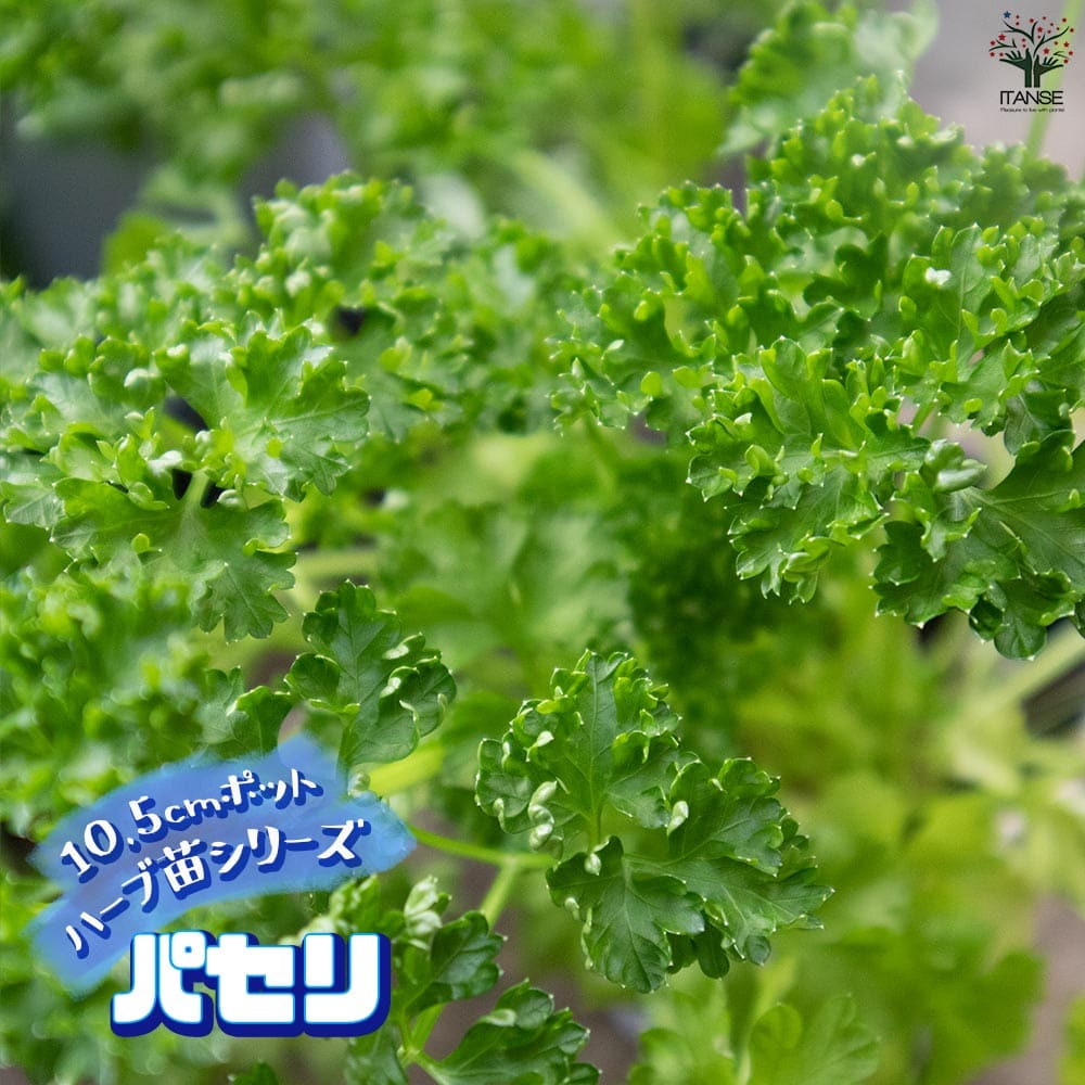 【パセリ】詰合せ parsley-pop.jpg