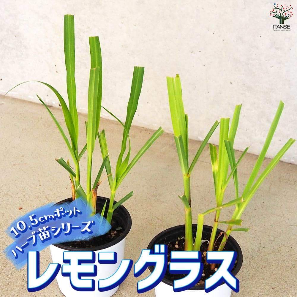 楽天市場】【ポイント5倍☆マラソン期間】レモングラス【ハーブ