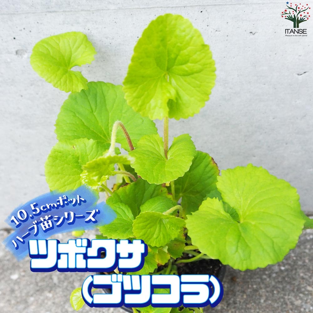 楽天市場】【10％OFF☆SS期間中】 ベチバー ハーブの苗 9cm
