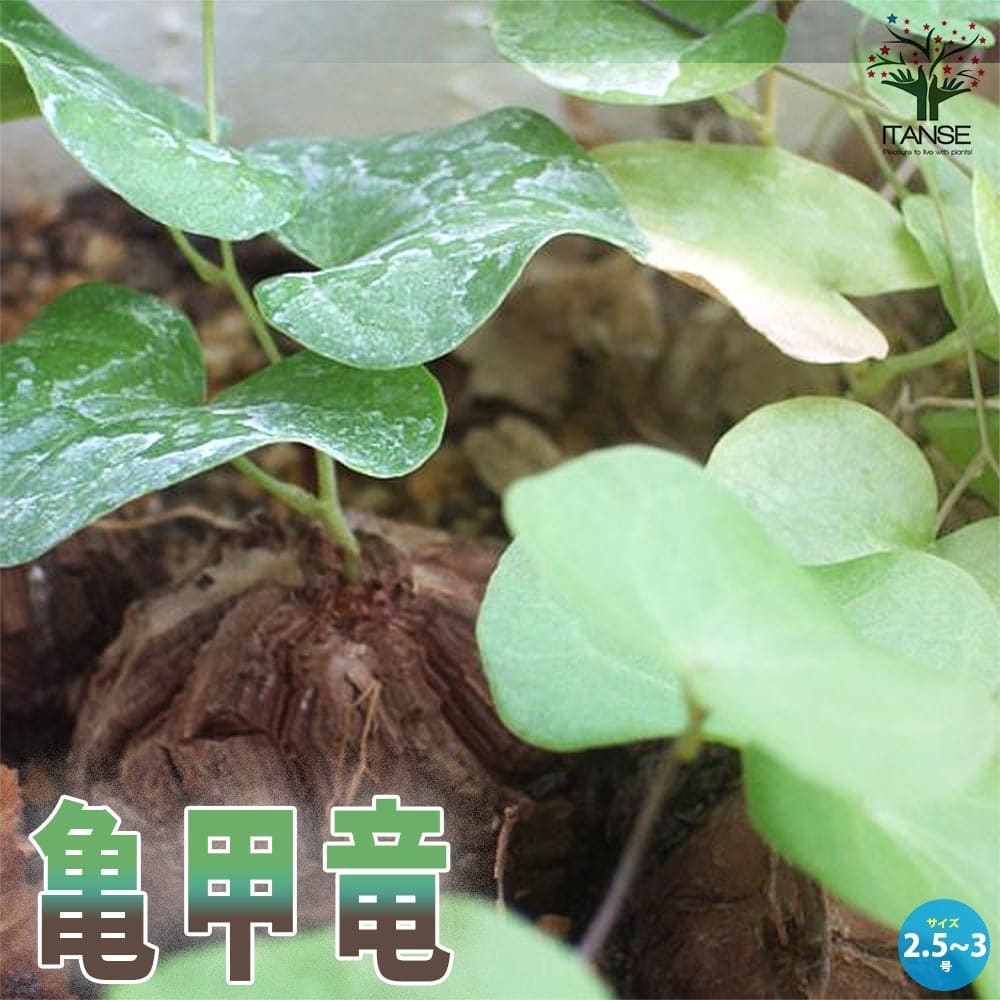 大眼 yei tao yeitao 亀甲竜 陶器 フィギュア fit=scale-down,w=1200