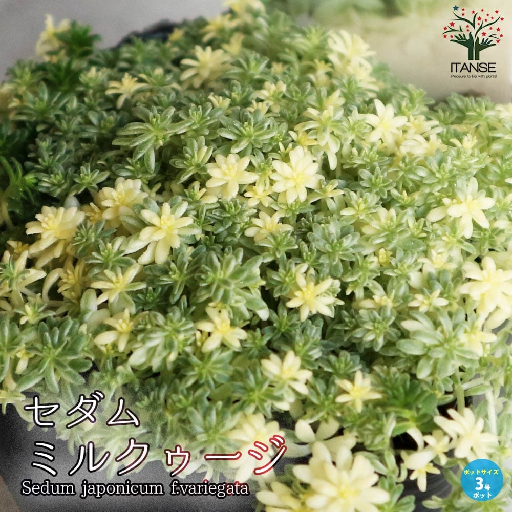 楽天市場】【送料無料】セダム ルベンス リザード グランドカバー苗