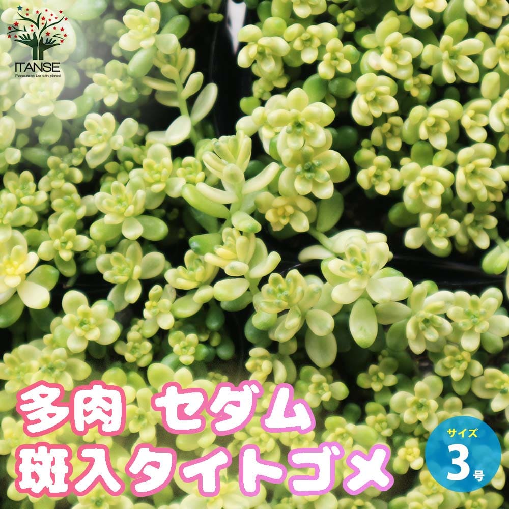 楽天市場】セダムアルブム ヒレブランディ 2.5号サイズ 苗 観葉