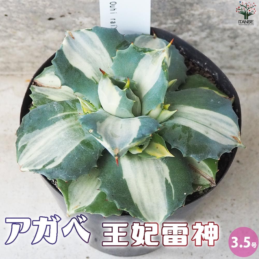 【マラソン★P5倍】アガベ 王妃雷神 多肉植物 3.5号鉢 リビング オフィス 事務所 インテリア 大型 おしゃれ オシャレ 育てやすい 御祝 お祝い 送料無料 即納