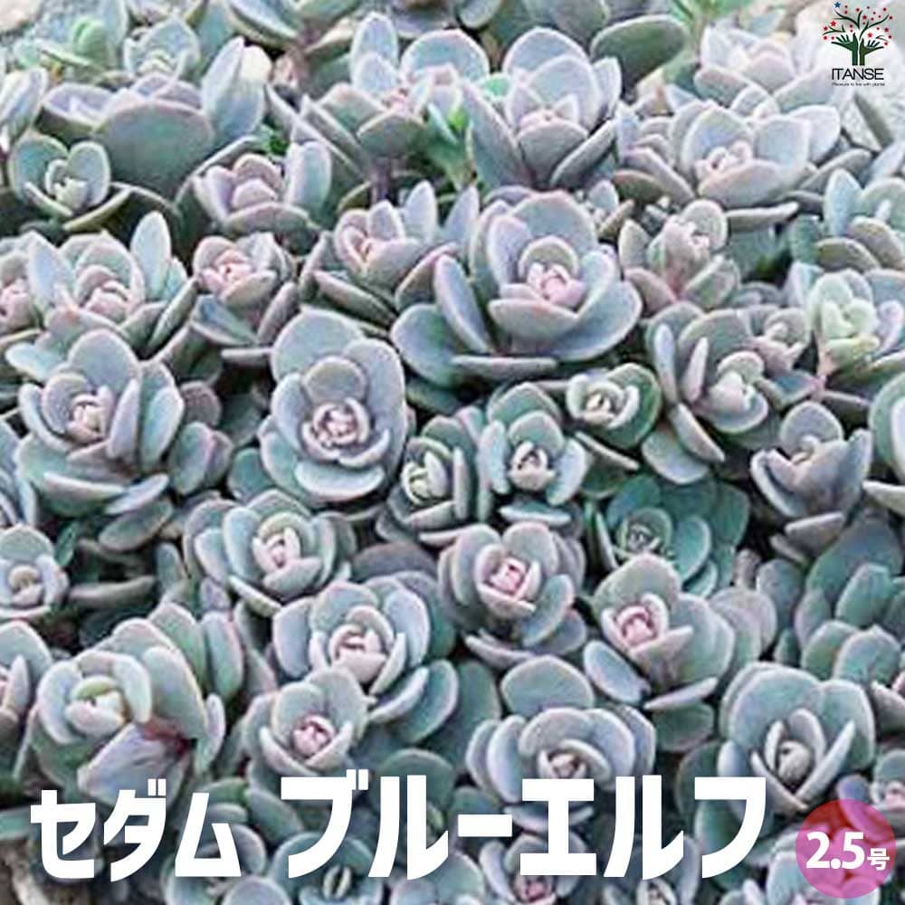 【マラソン★P5倍】セダム ブルーエルフ 多肉植物 2.5号ポット グランドカバー 観葉植物 リビング オフィス インテリア PVP 送料無料 即納