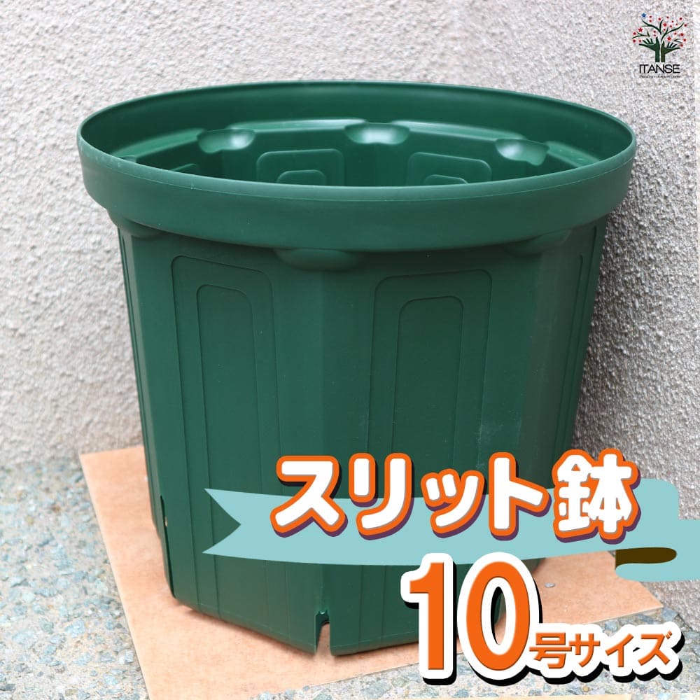 観葉草木特集