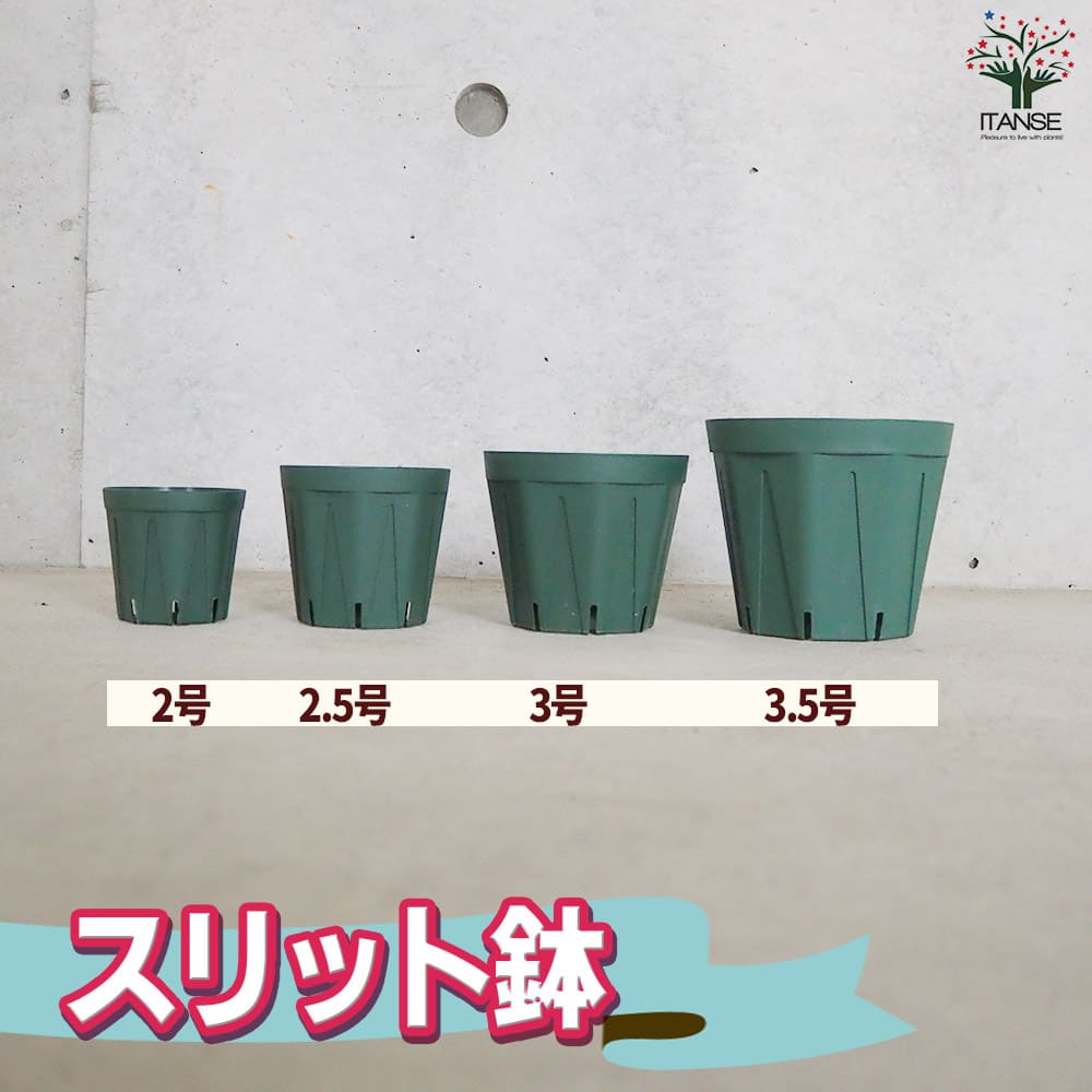 楽天市場】【ポイント2倍☆マラソン期間】スリット鉢 2号 2.5号 3号