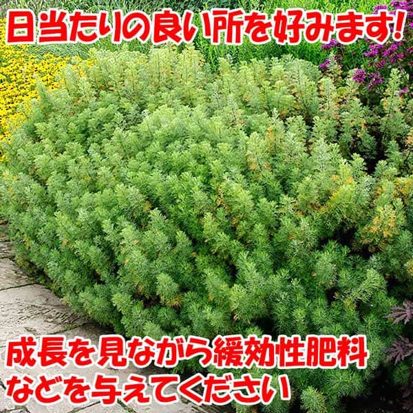 送料無料 蚊よらず ハーブ苗 虫除けの苗 9cmポット 蚊よらず苗 ヘンルーダ 各2個合計4個セット ネコよらず ルー サザンウッド アルテメシア 送料無料 蚊よらず ハーブ苗 虫除けの苗 9cmポット 蚊よらず苗 ヘンルーダ 各2個合計4個セット ネコよらず ルー サザンウッド アルテメシア