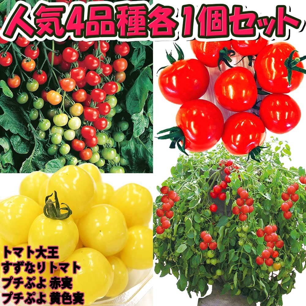 楽天市場 送料無料 セット3 人気のトマト苗4品種各1個セット 野菜苗 9cmポット自根苗 各1個 合計4個 品種 トマト大王 すずなりトマト プチぷよ赤実 プチぷよ黄色実 ミニトマト苗 セット商品 セット販売 お買い得商品 植物販売のｉｔａｎｓｅ楽天市場店