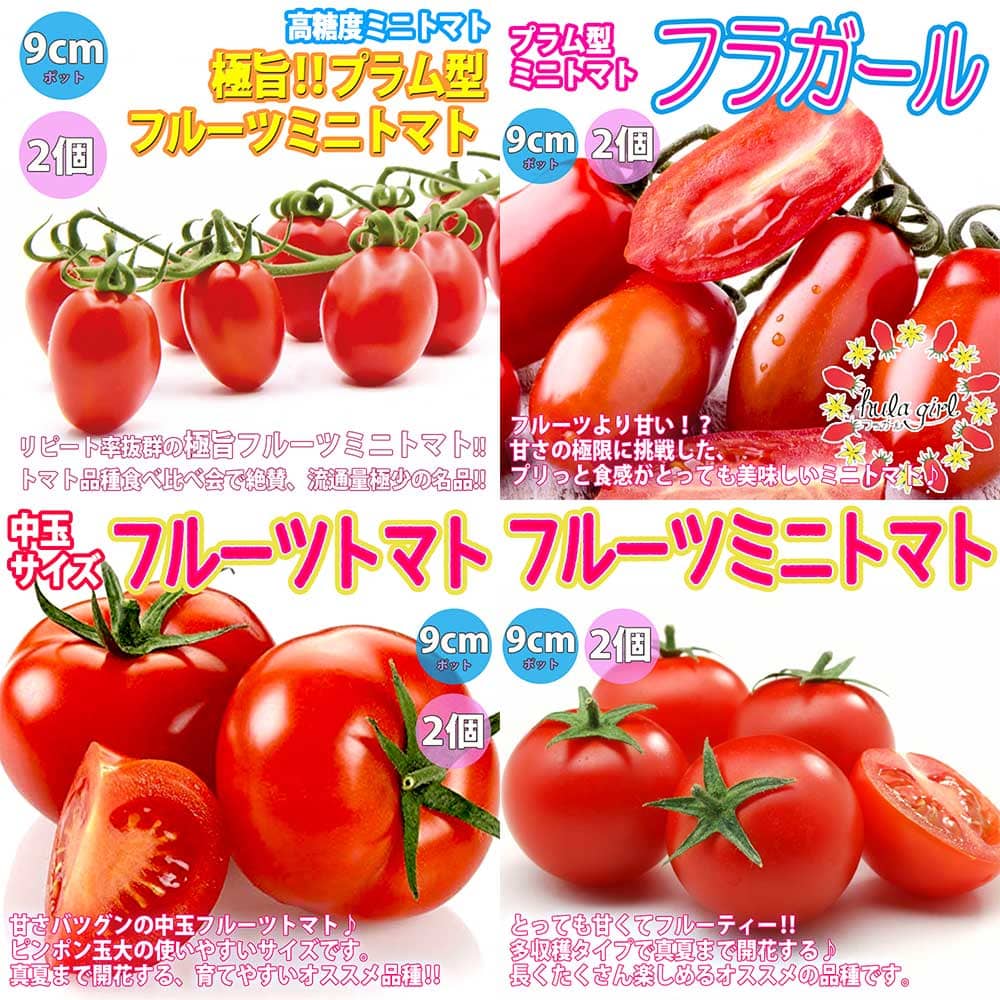 送料無料 セット8 人気の極甘フルーツトマト系トマト苗 4品種各2個セット 野菜苗 9cmポット自根苗 各2個 合計8個 品種 極旨フルーツミニトマト プラム型 フラガール フルーツトマト 中玉 フルーツミニトマト 野菜苗 お買い得セットガーデニング 家庭菜園 簡単栽培 鉢植え