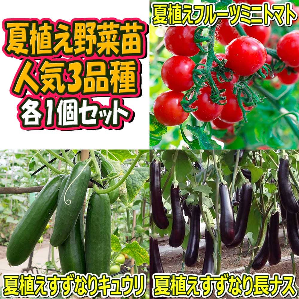 希少 送料無料 セット22 夏植え 人気のトマト苗 きゅうり苗 なすび苗セット 野菜苗 9cmポット自根苗 各1個 合計3個 セット品種 夏植えフルーツミニトマト 夏植えすずなりキュウリ 夏植えすずなり長ナス 家庭菜園 ガーデニング 簡単栽培 ベランダ菜園